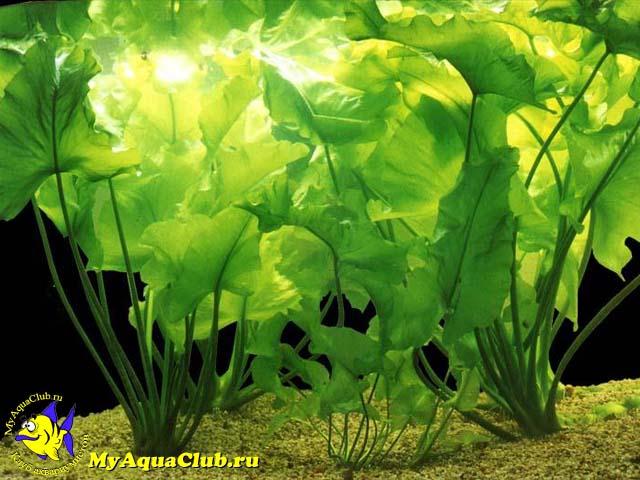 Кубышка японская (Nuphar japonicum)