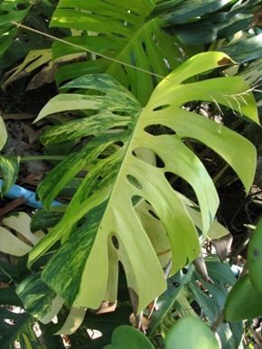 Монстера Адансона (Monstera adansonii) Yellow Splash