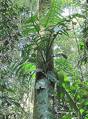 Монстера тонкая (Monstera tenuis)