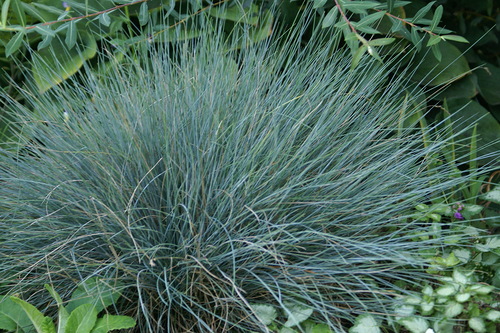 Овсяница сизая — Festuca cinerea