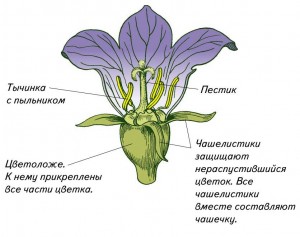 строение цветка