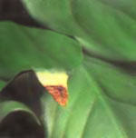 При избыточном поливе концы листьев становятся коричневыми с выраженным пожелтением.