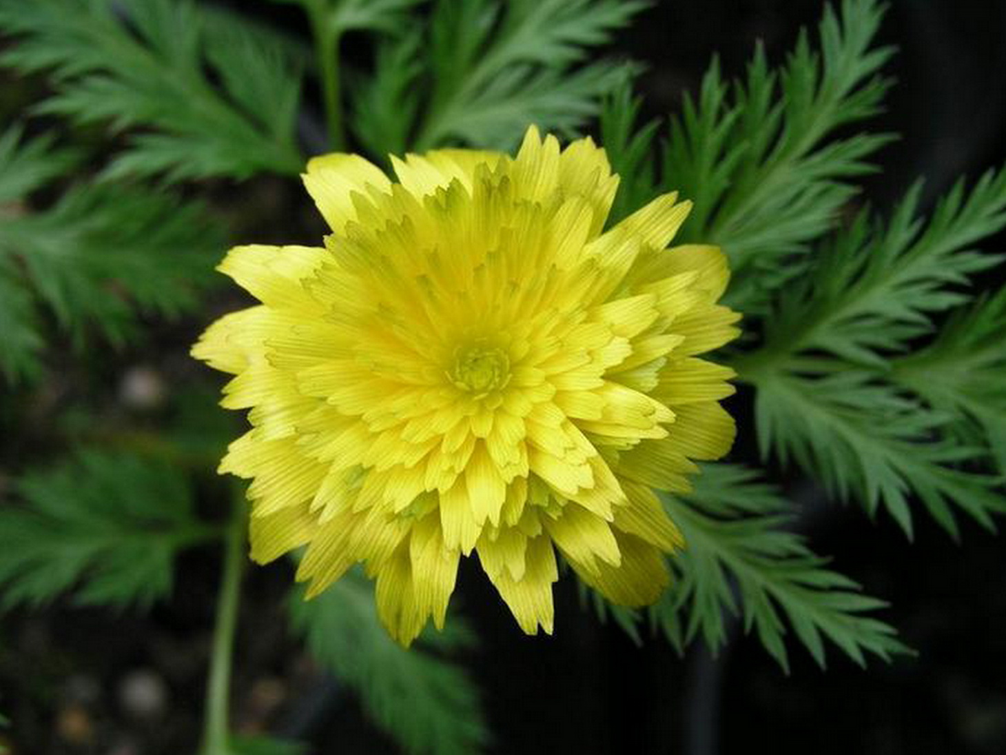 Adonis_Pleniflora