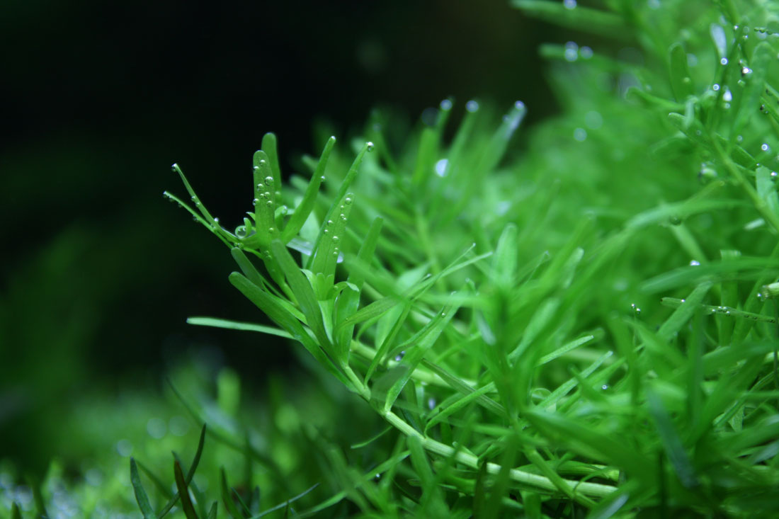 rotala-green