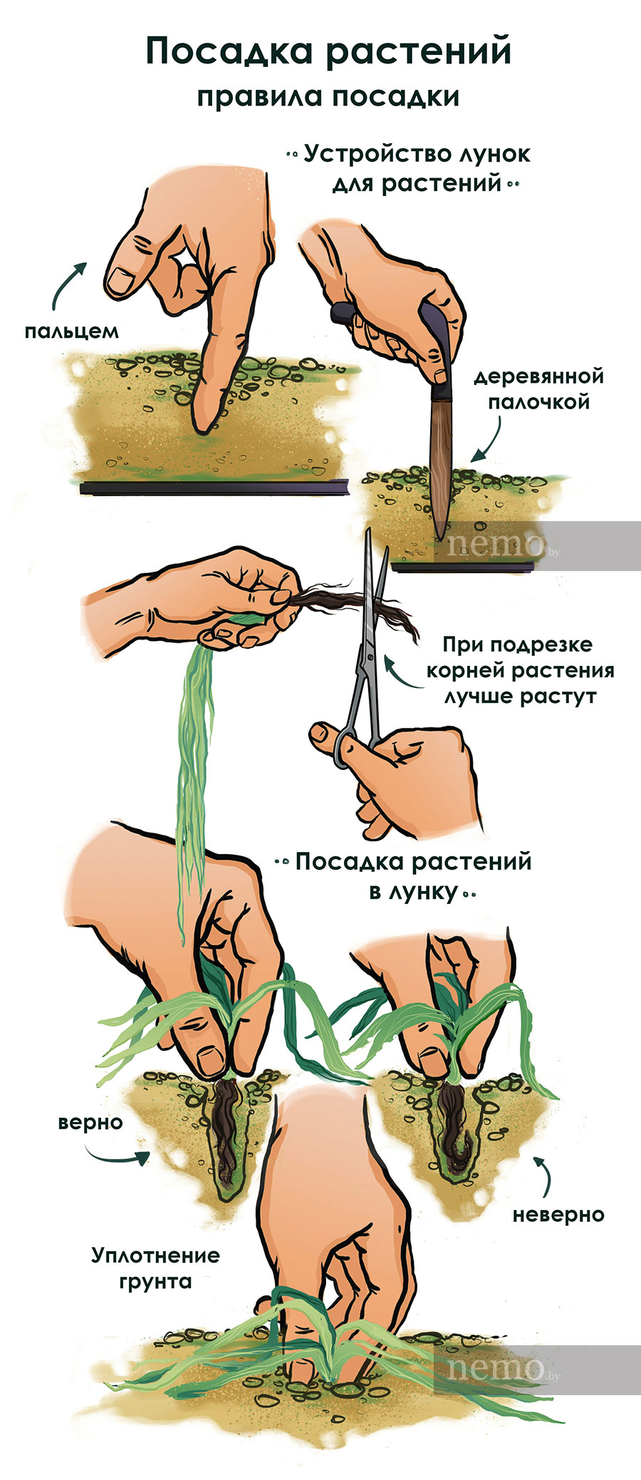 Посадка аквариумных растений