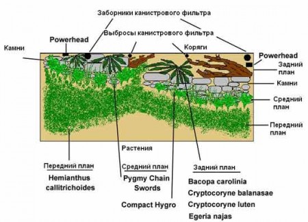 Расстановка аквариумных растений