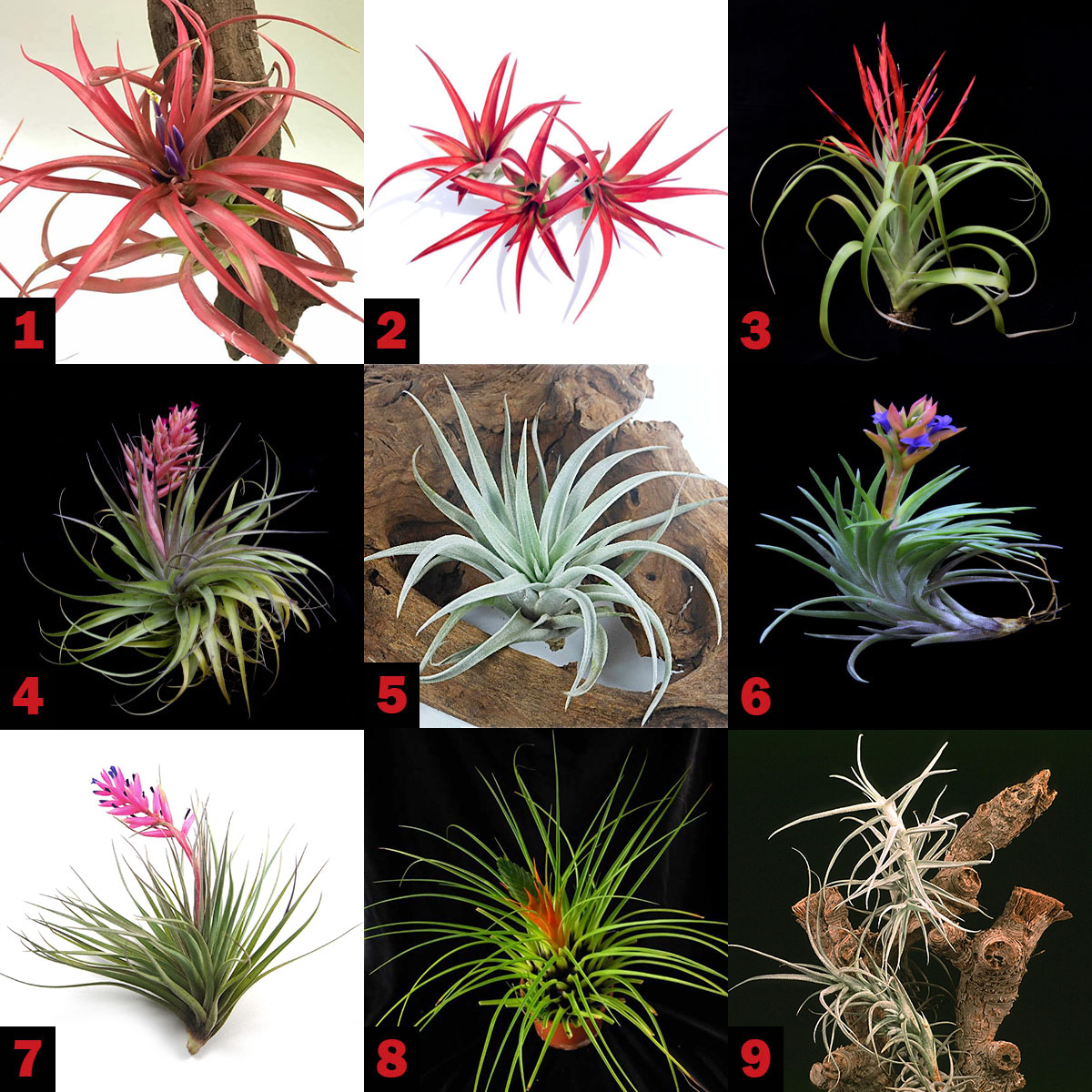 TILLANDSIA 