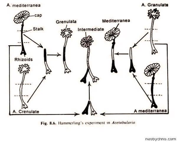 acetabularia-3