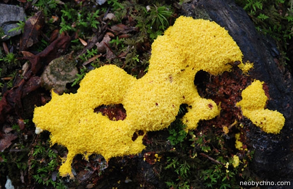 slime-mould-1