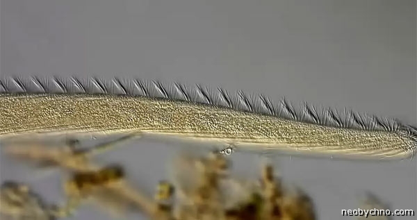 spirostomum-3