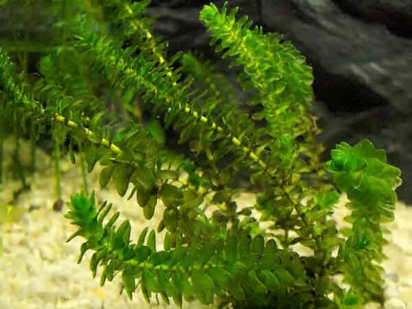 Elodea canadensis элодея канадская