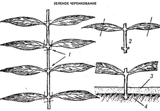 зеленое черенкование