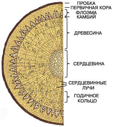 Макроскопическое строение древесины