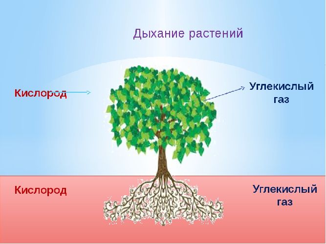 Схема дыхания растений