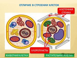 Функции Вакуоли