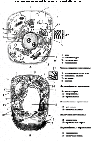 Симбиоз в Вакуоли