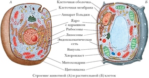 Строение растительной и животной клетки