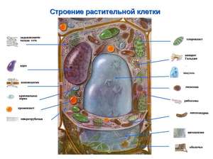 Растительная клетка особенности строения