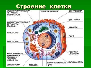 Из чего состоит клетка