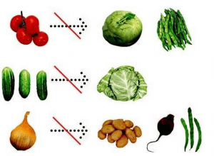 совместимость овощей на грядках