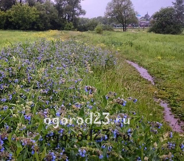 окопник полезные свойства и противопоказания 7