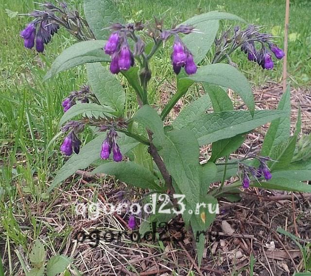 окопник полезные свойства и противопоказания 8