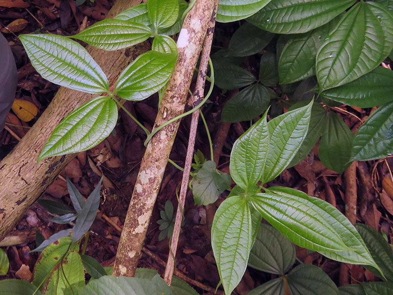 Выращивание диоскореи в домашних условиях
