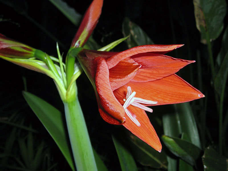 Уход за гиппеаструмом в домашних условиях