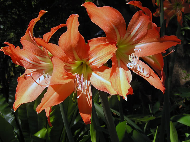 Как сажать и ухаживать за гиппеаструмом в домашних условиях