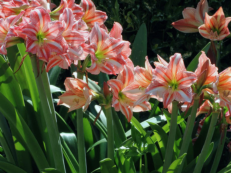 Полив, пересадка и размножение гиппеаструма