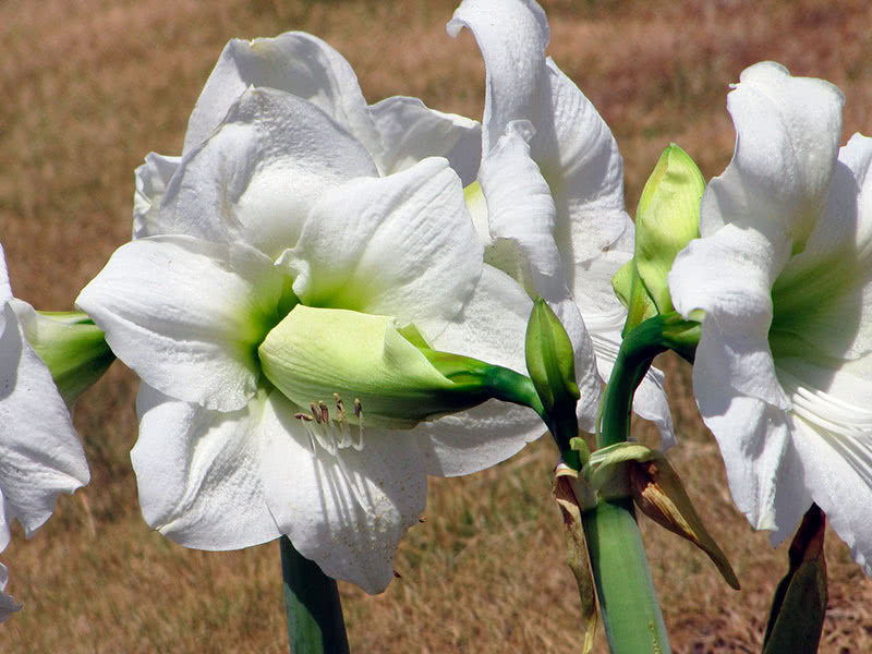 Виды и сорта гиппеаструма домашнего