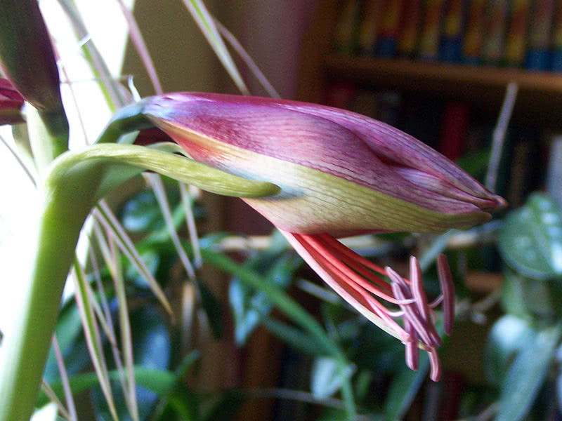 Болезни и вредители гиппеаструма