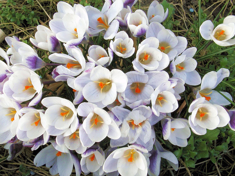Выращивание крокусов в саду и уход за ними