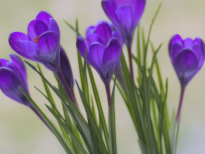 Условия выращивания крокусов в открытом грунте