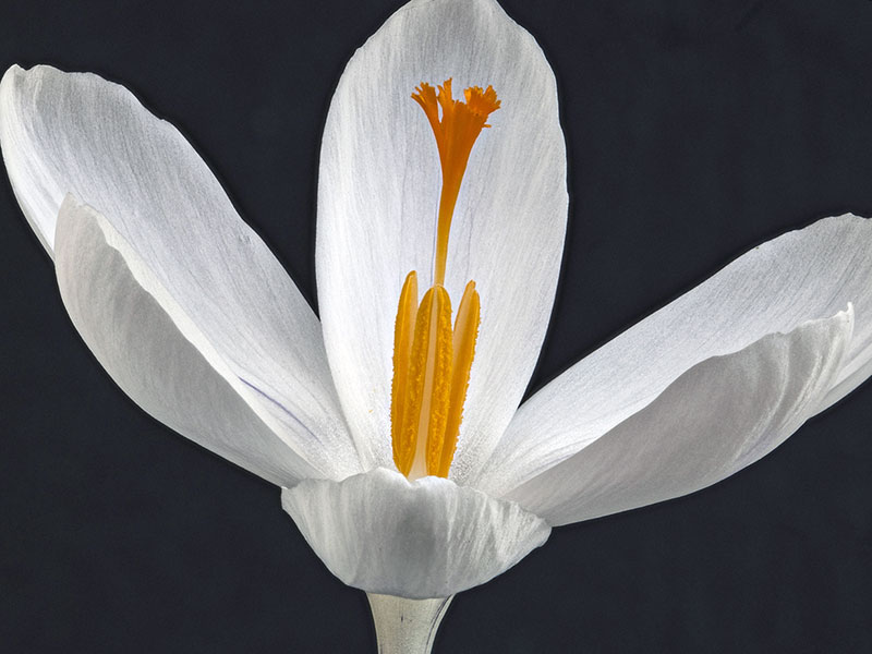 Посадка крокусов и выращивание