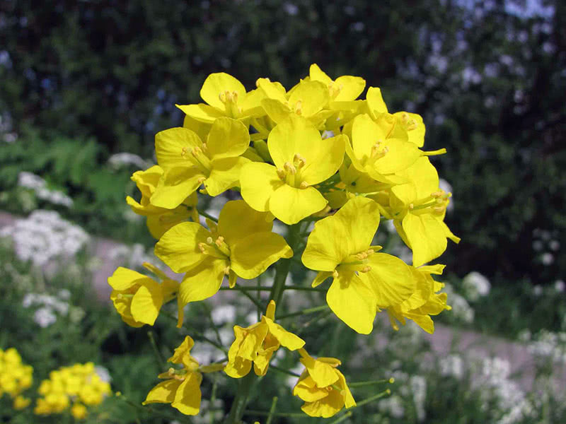 Когда сеять сидераты – сроки