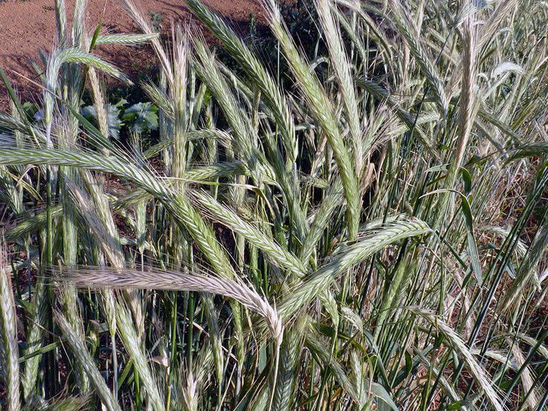 Как и когда закапывать сидераты