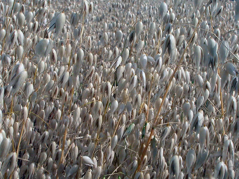 Какие растения лучшие сидераты