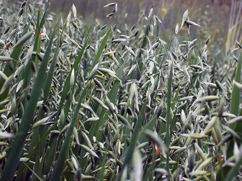 Сидерат овес посевной (лат. Avena sativa)