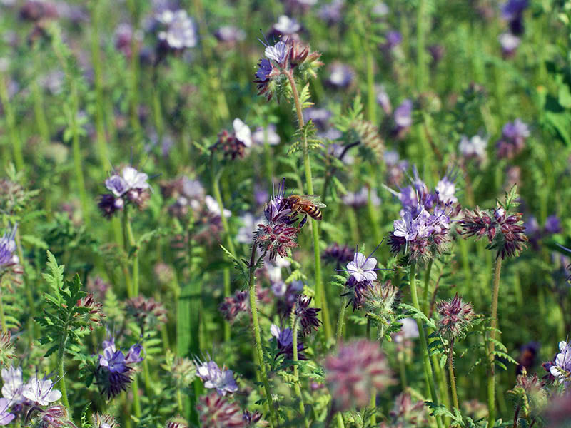 Сидерат фацелия пижмолистная (лат. Phacelia tanacetifolia)
