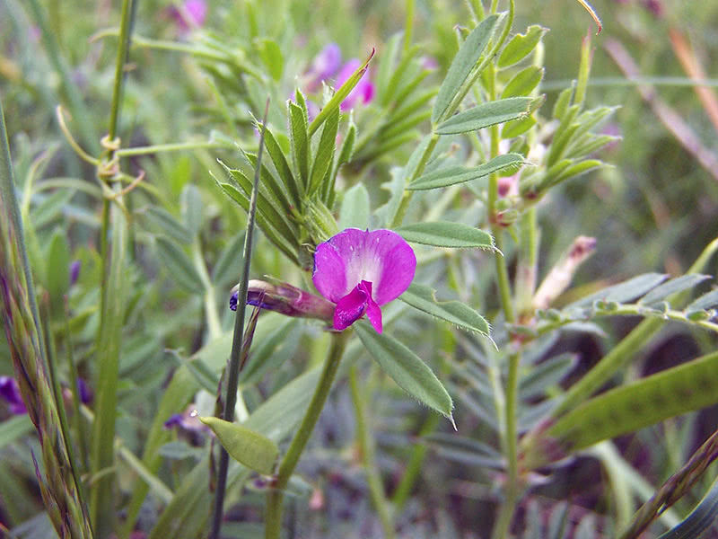 Сидерат вика посевная (лат. Vicia sativa)