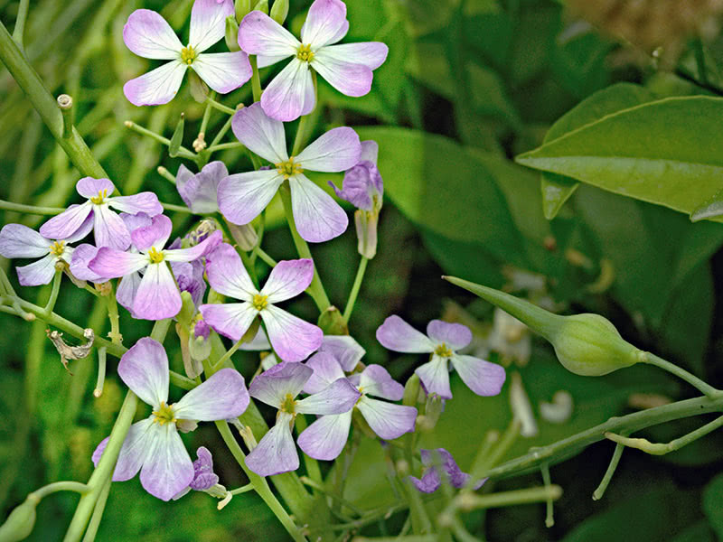 Сидерат масличная редька (лат. Raphanus sativus)