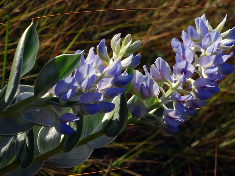 Сидерат люпин (лат. Lupinus)