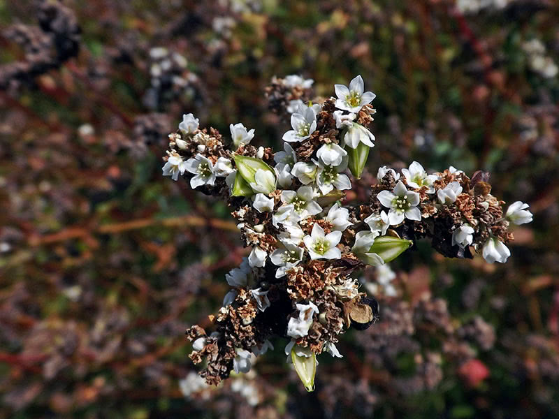 Сидерат гречиха (лат. Fagopirum esculentum)