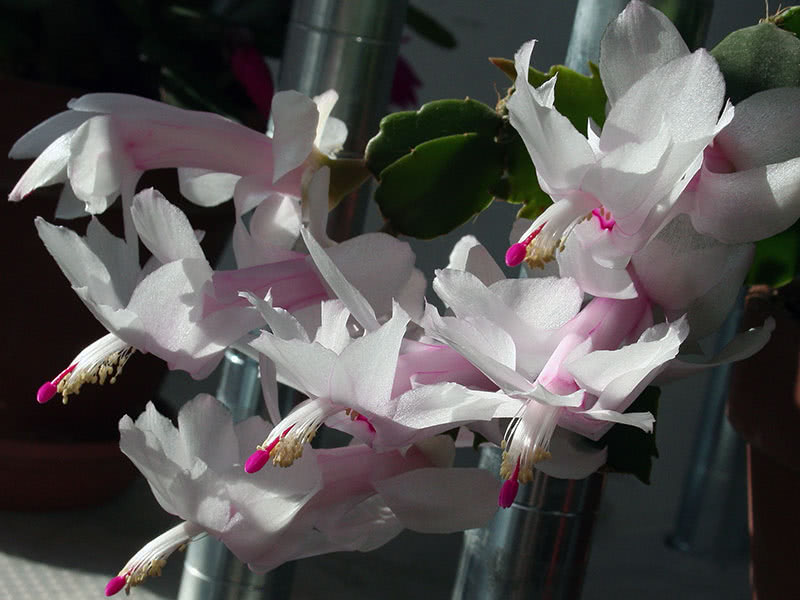 Выращивание декабриста в домашних условиях