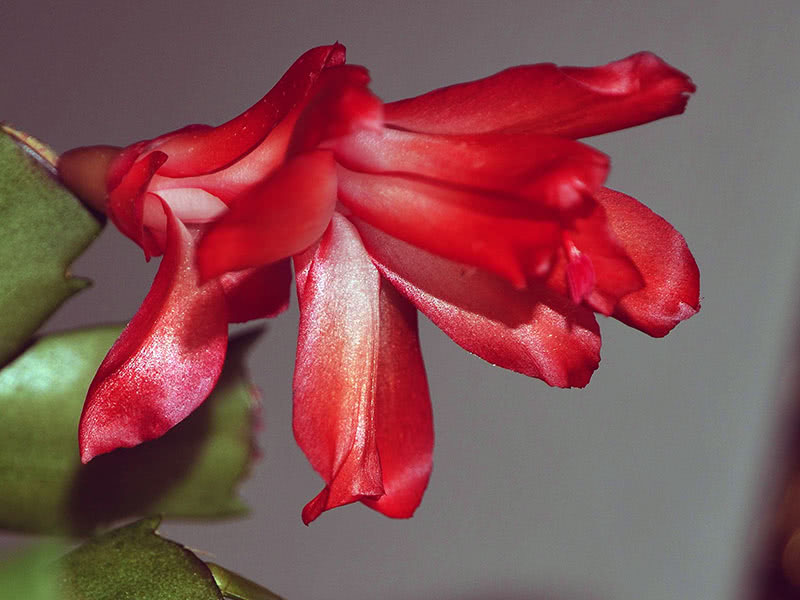 Обрезка и пересадка декабриста домашнего