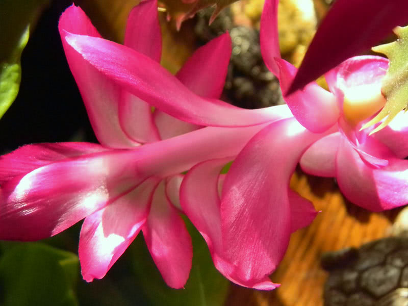 Как ухаживать за декабристом в домашних условиях