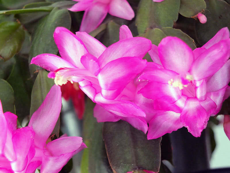 Вредители и болезни декабриста домашнего