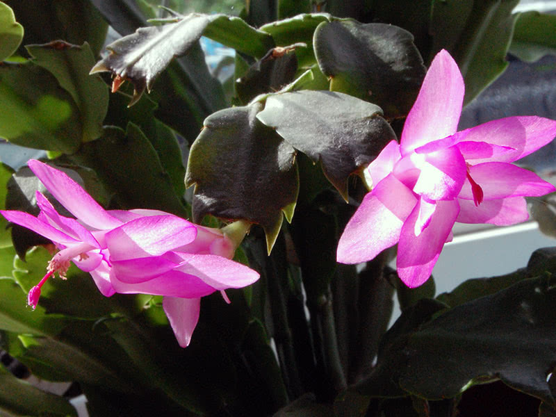 Обработка декабриста от болезней и вредителей