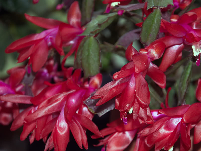 Уход за декабристом после цветения